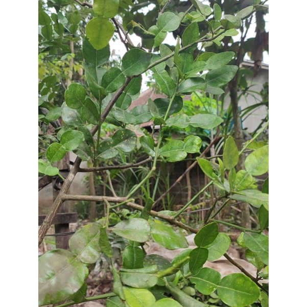 

DAUN JERUK PURUT FRESH Di petik langsung dari pohon | Bumbu Dapur