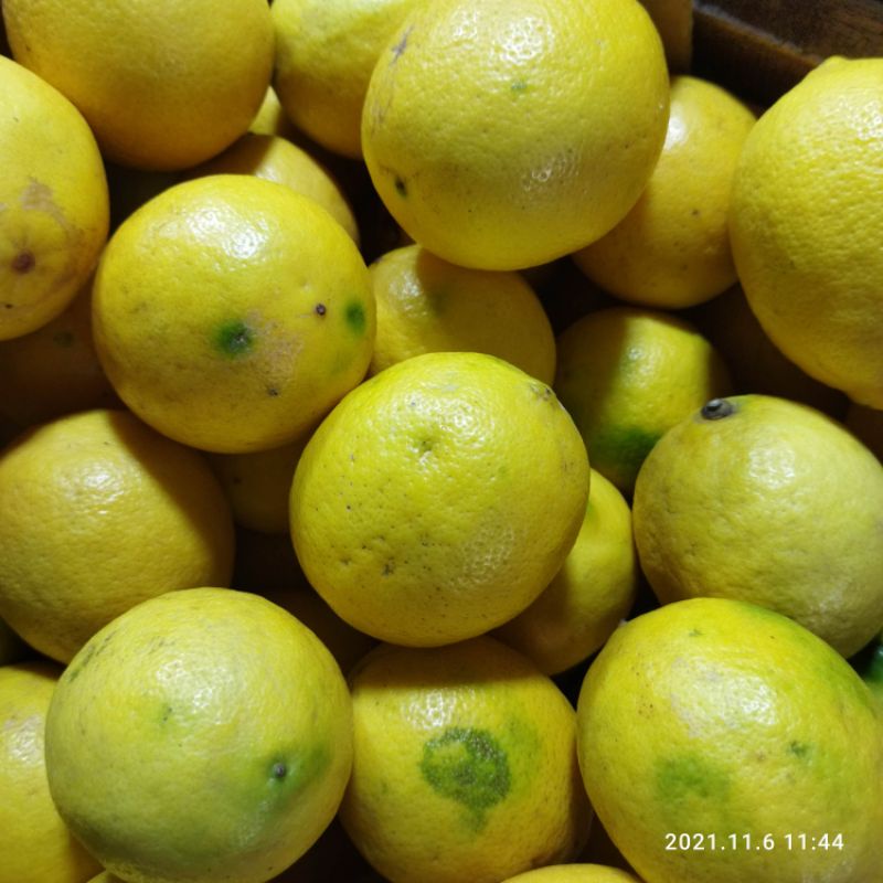 Lemon Segar 1Kg