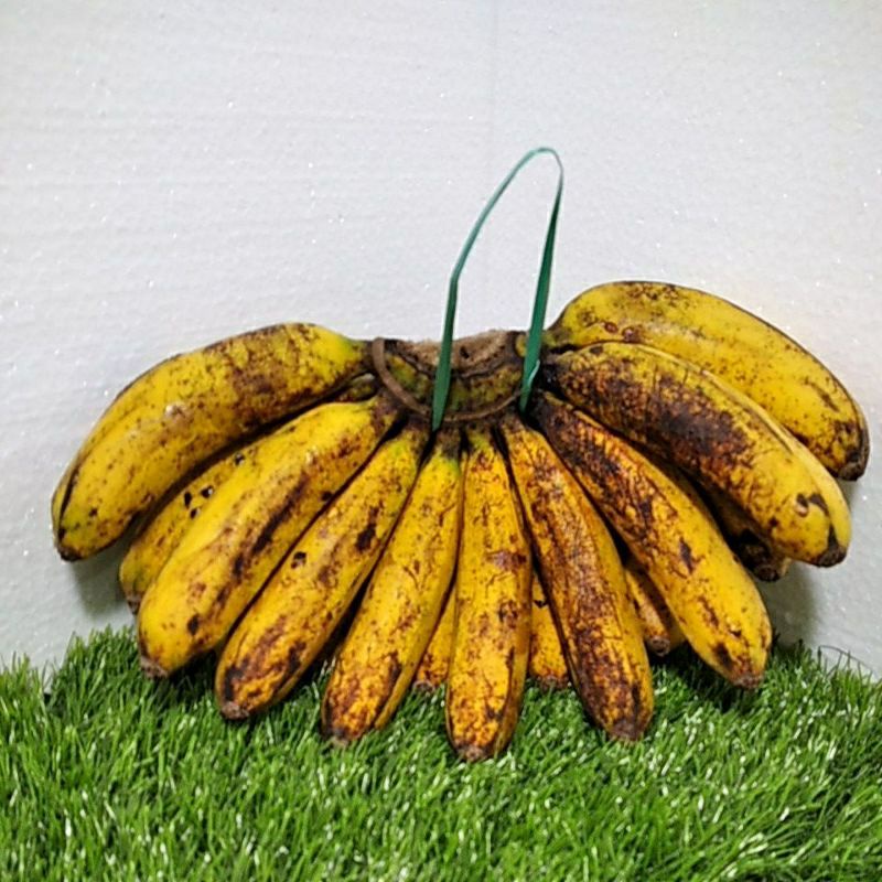 

Pasar Online Segar Murah - Pisang Barangan Medan 1 sisir besar