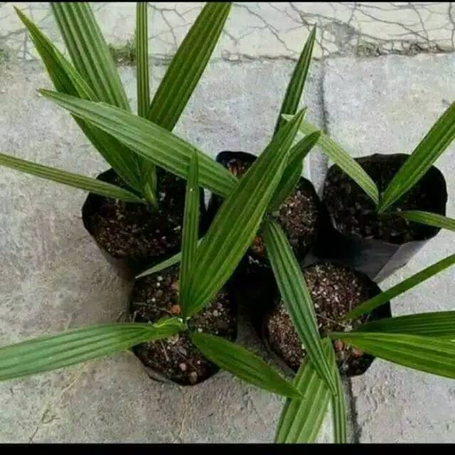 

Bibit tanaman hias kurma asli azwa bibit kurma azwa