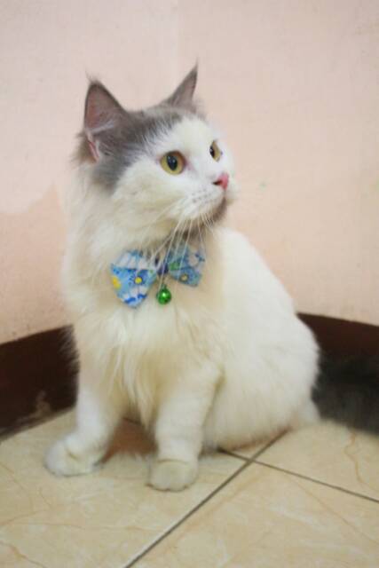 Dasi kupu-kupu lucu biru butterfly murah bowtie imut size kitten adult