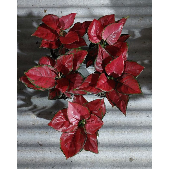 aglonema red anjamani 5pot / Aglonema murah / Aglonema cantik