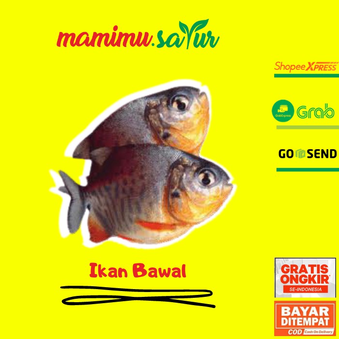 

IKAN BAWAL SEGAR FRESH BAWAL SEGAR IKAN BAWAL SEGER BAWAL SEGER 500 GR