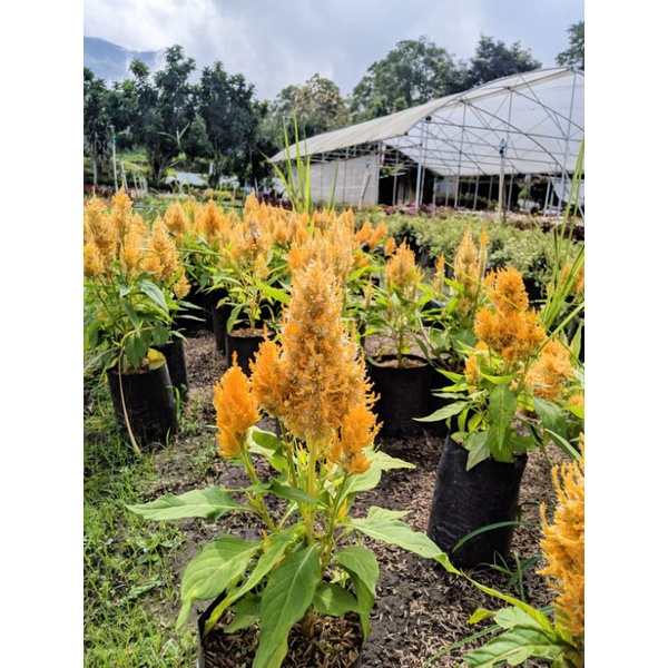 Tanaman hias bunga celosi kuning