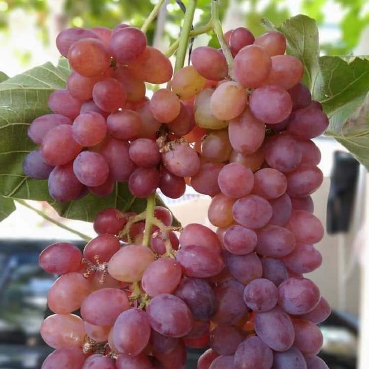 Bibit Anggur Import Jupiter Tanpa Biji