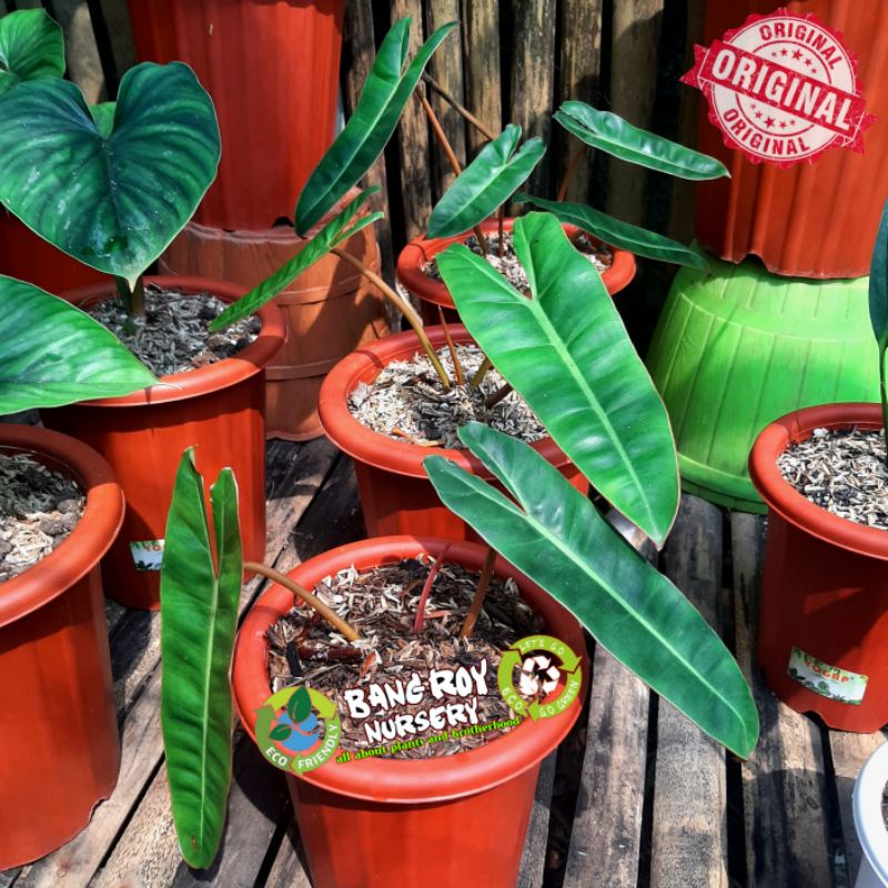 philodendron kabel busi (billietiae) original