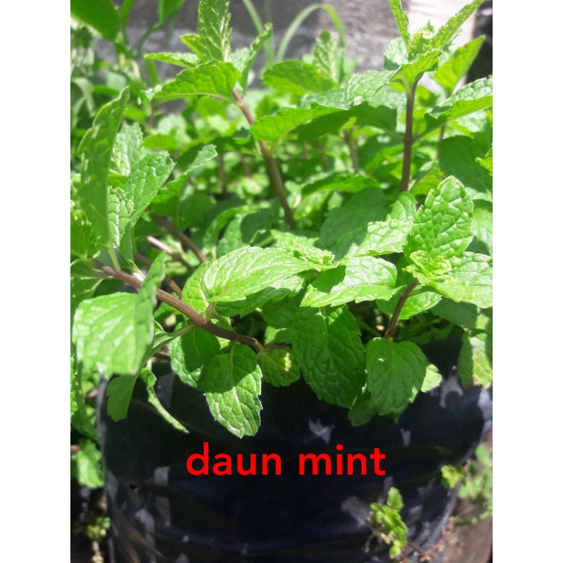 

bibit daun mint (WISATA FLORA)