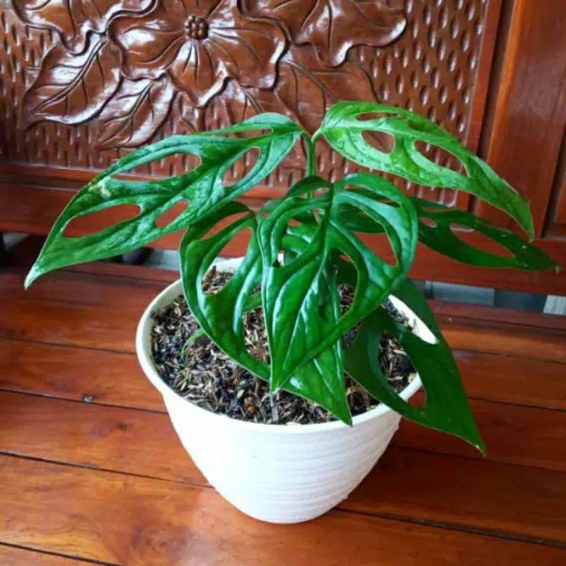 Tanaman hias monstera janda Bolong - tanaman rambat