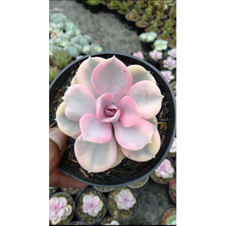 Echeveria Perle West Rainbow