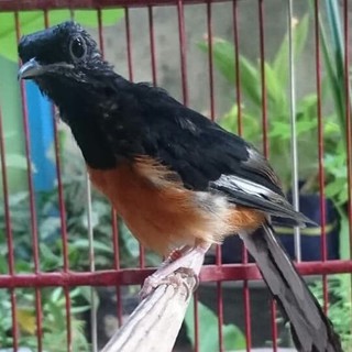 Pet Murai Batu Murai Batu Medan Sumatra Muda Hutan Perawatan