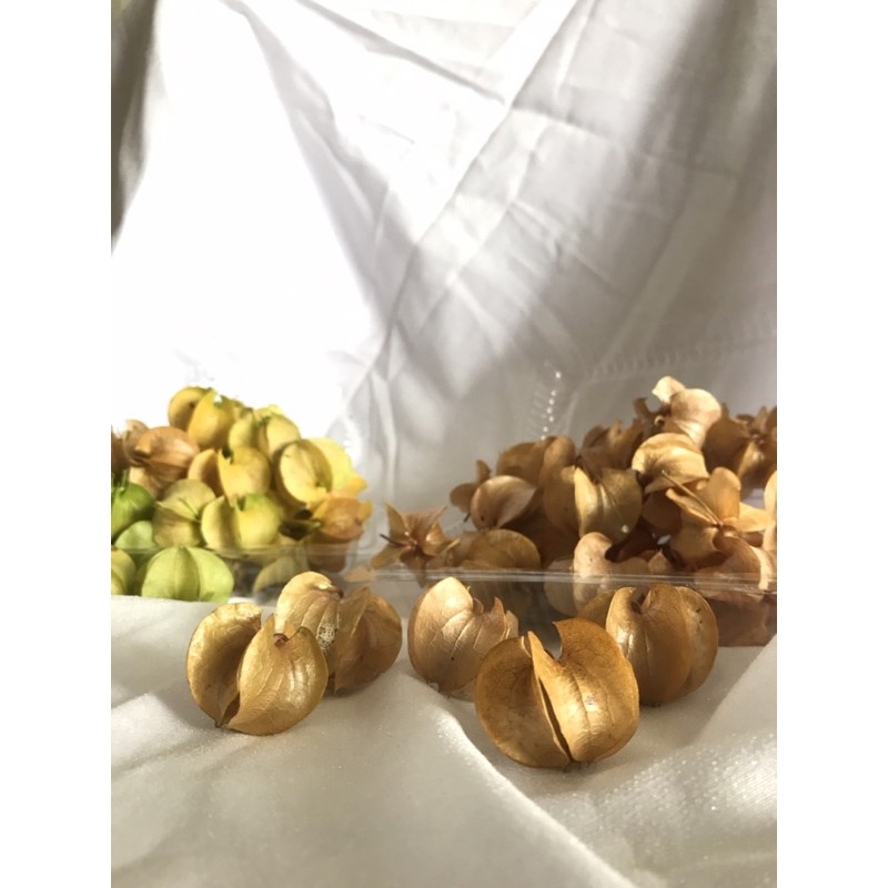 

Buah Ciplukan Kering