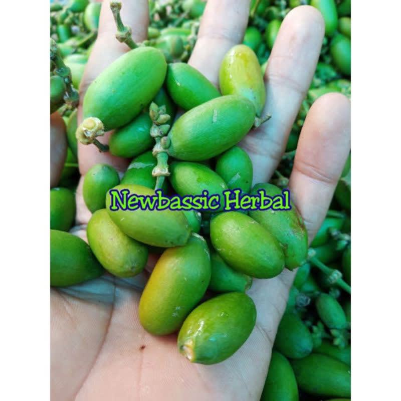 

buah melinjo fresh Hasil Kebun Sendiri