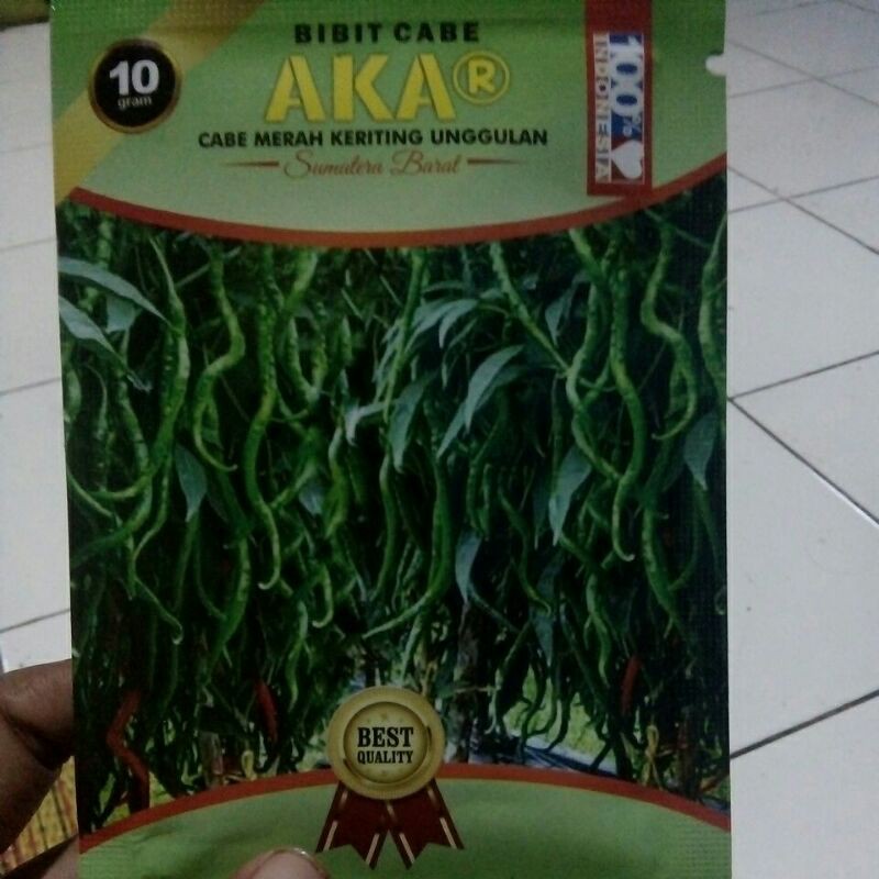 benih cabe akar