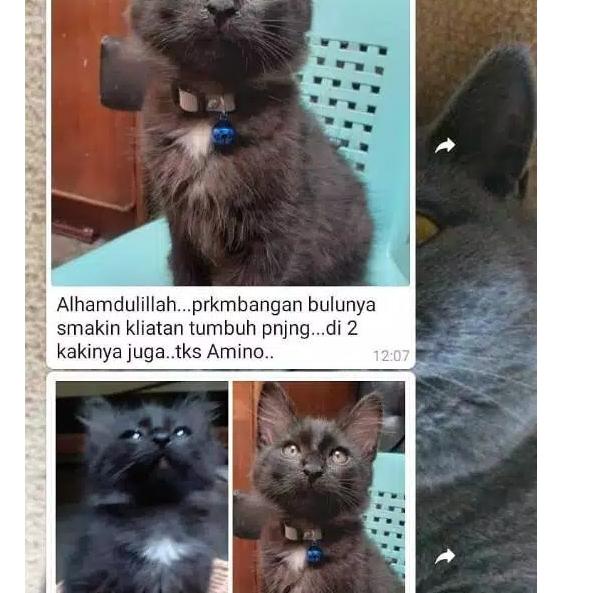 Harga Vitamin Kucing Uky Amino Terbaru November 2021  BigGo Indonesia