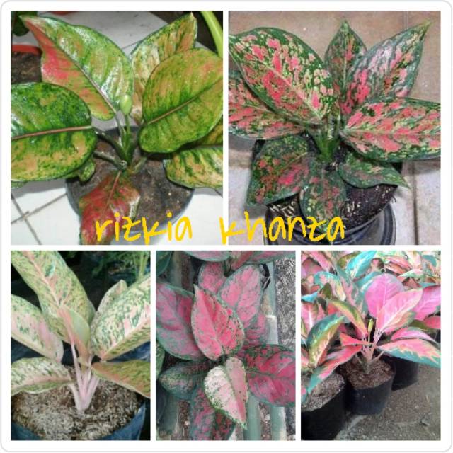 Bibit bunga aglonema paket 5 batang jenis sesuai gambar
