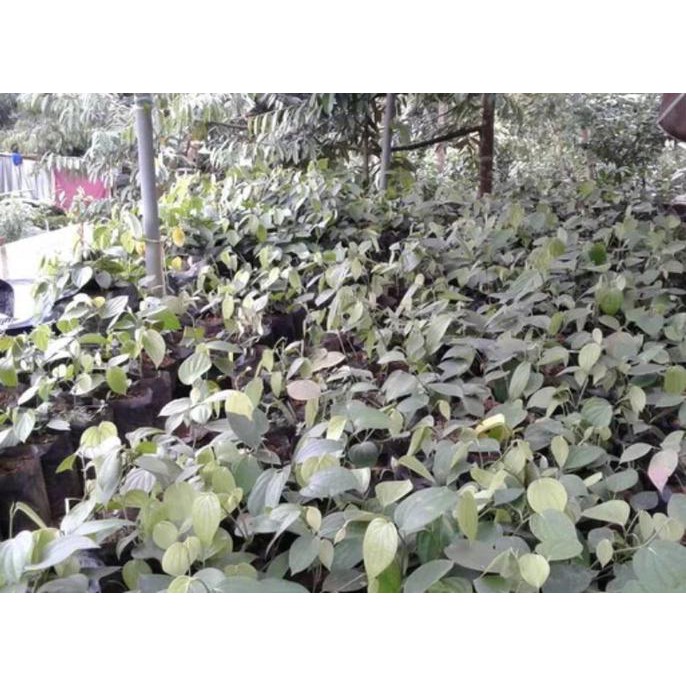 DISKON BIBIT TANAMAN MERICA LADA PERDU UNGGULAN MURAH TERBAIK