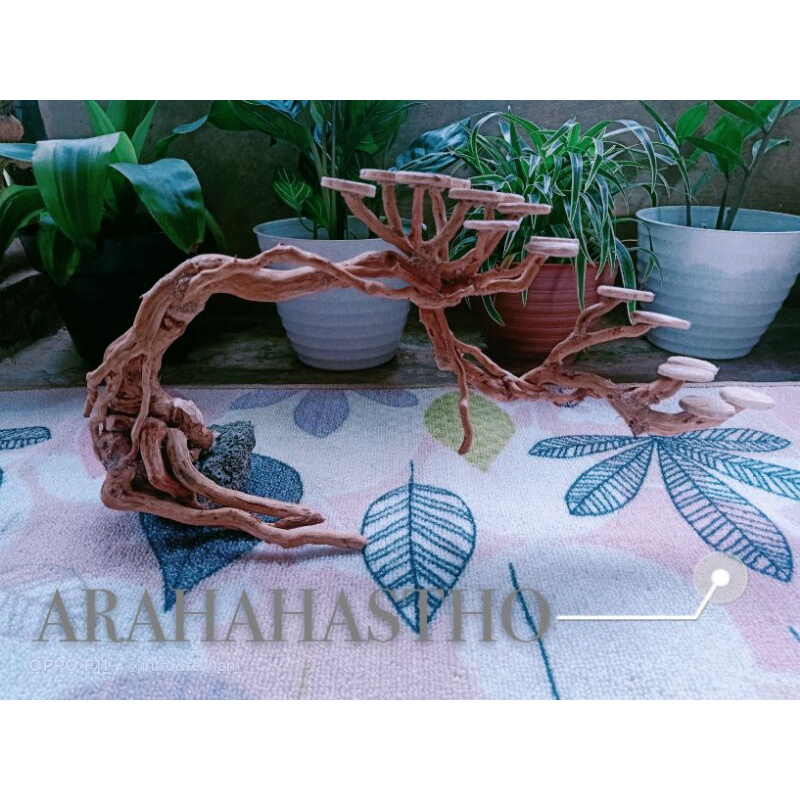 Bonsai Aquascape Doyong