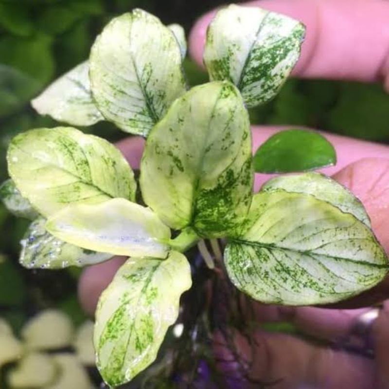 tanaman aquascape anubias pinto