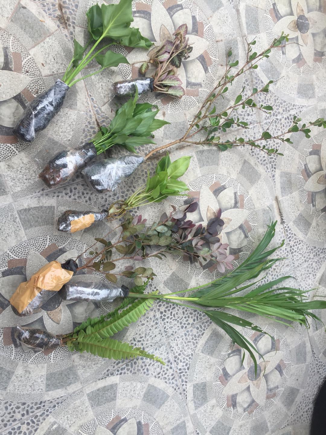 Tanaman Hias Pakis Kelabang-pakis Kelabang