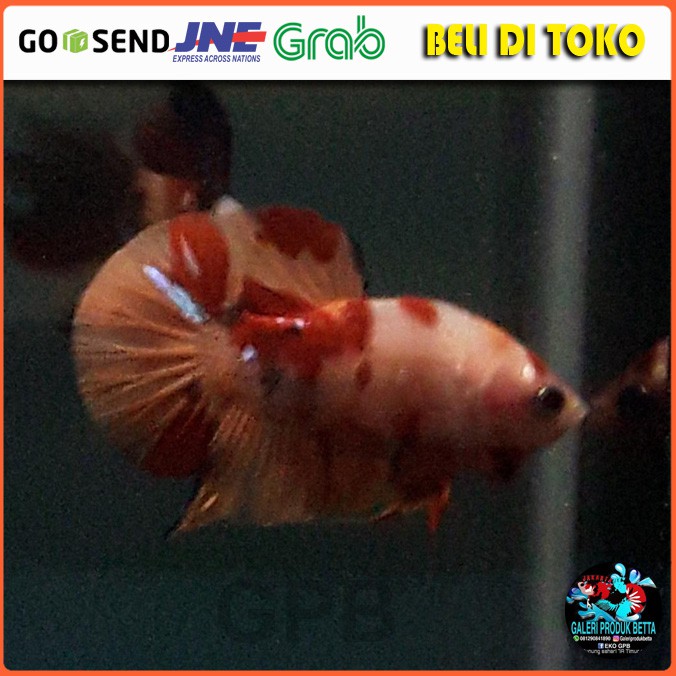 PLAKAT NEMO HIAS IKAN CUPANG NEMO IKAN CUPANG HIAS PLAKAT NEMO IKAN CUPANG HIAS NEMO