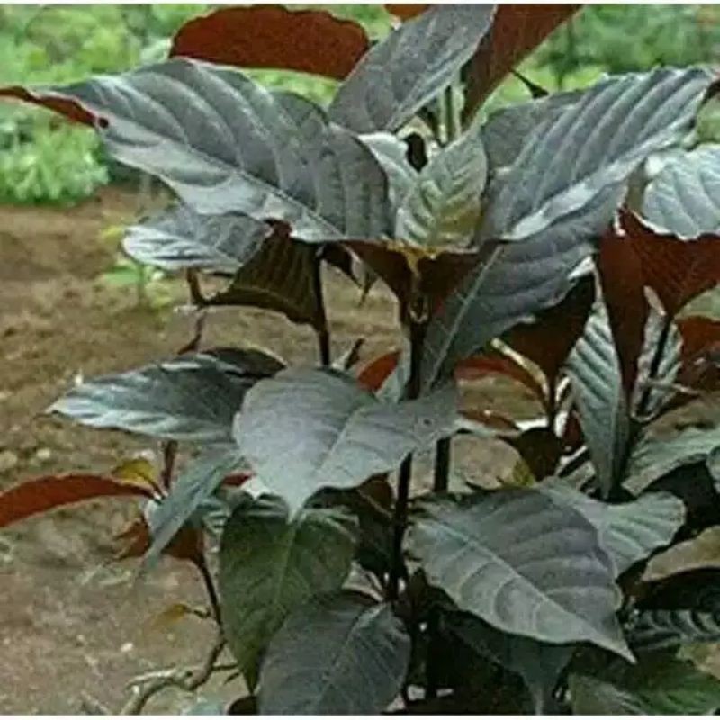 

Daun ungu/ handelem 250 gram