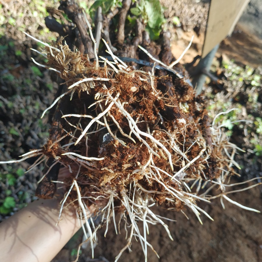 Cutting Anggur Jenis Alphonso BERKALUS berat 1KG