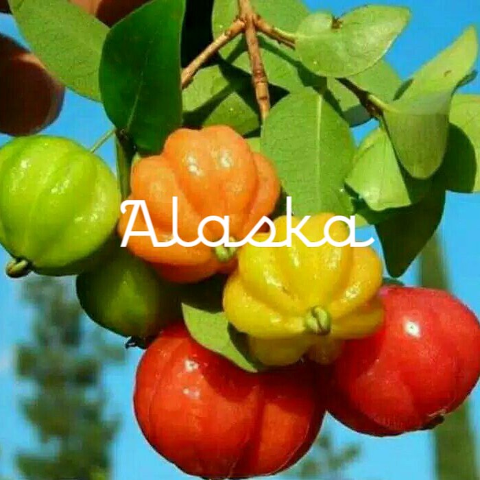 Bibit Tanaman Buah Dewandaru Cermai Merah, Cermai Belanda siap Berbuah.