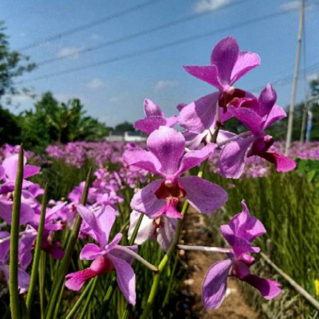 Bibit Anggrek Vanda Douglas Kondisi Knop Atau Spike