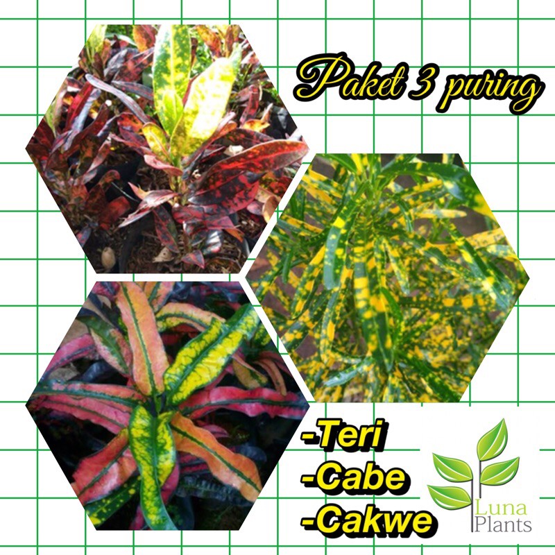 Tanaman hias - paket 3 puring / tanaman hias paket puring/ tanaman puring