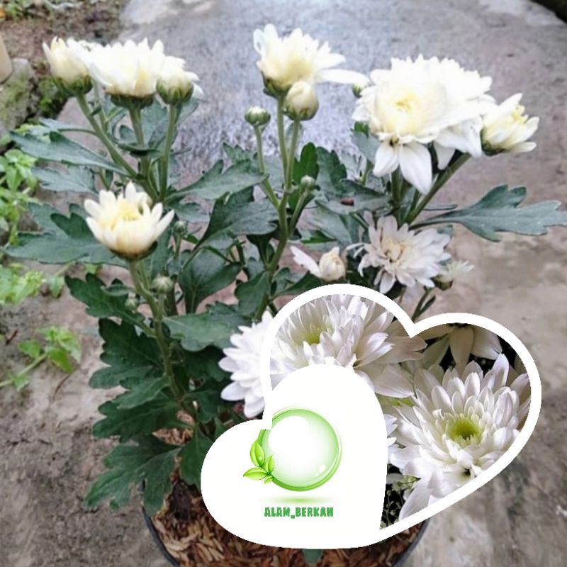 Bibit tanaman hias bunga aster/krisan putih/tanaman bunga aster putih