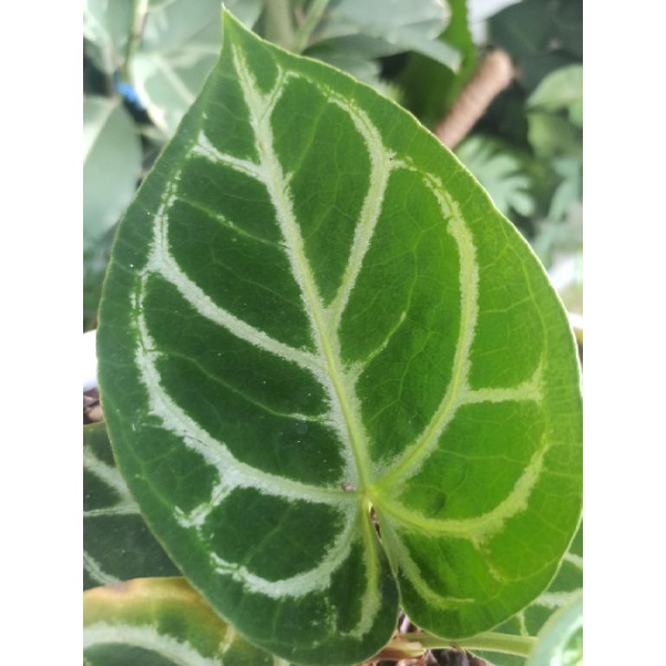 anthurium dorayaki /anthurium silver