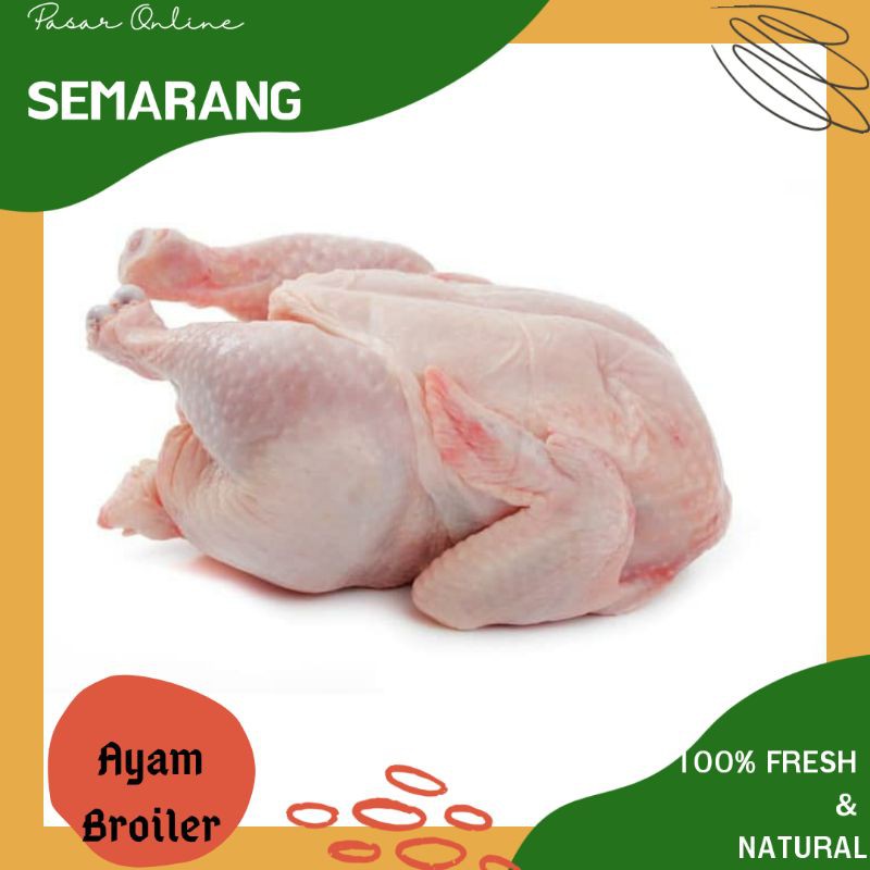 

Ayam Broiler /Ayam Sayur /Ayam Putih / Pitik Sayur / Pitik Putih / Pitek Murah / Daging Ayam Fresh