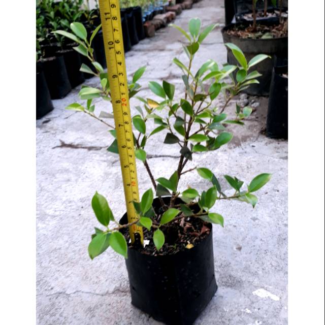 Bibit Beringin Kimeng