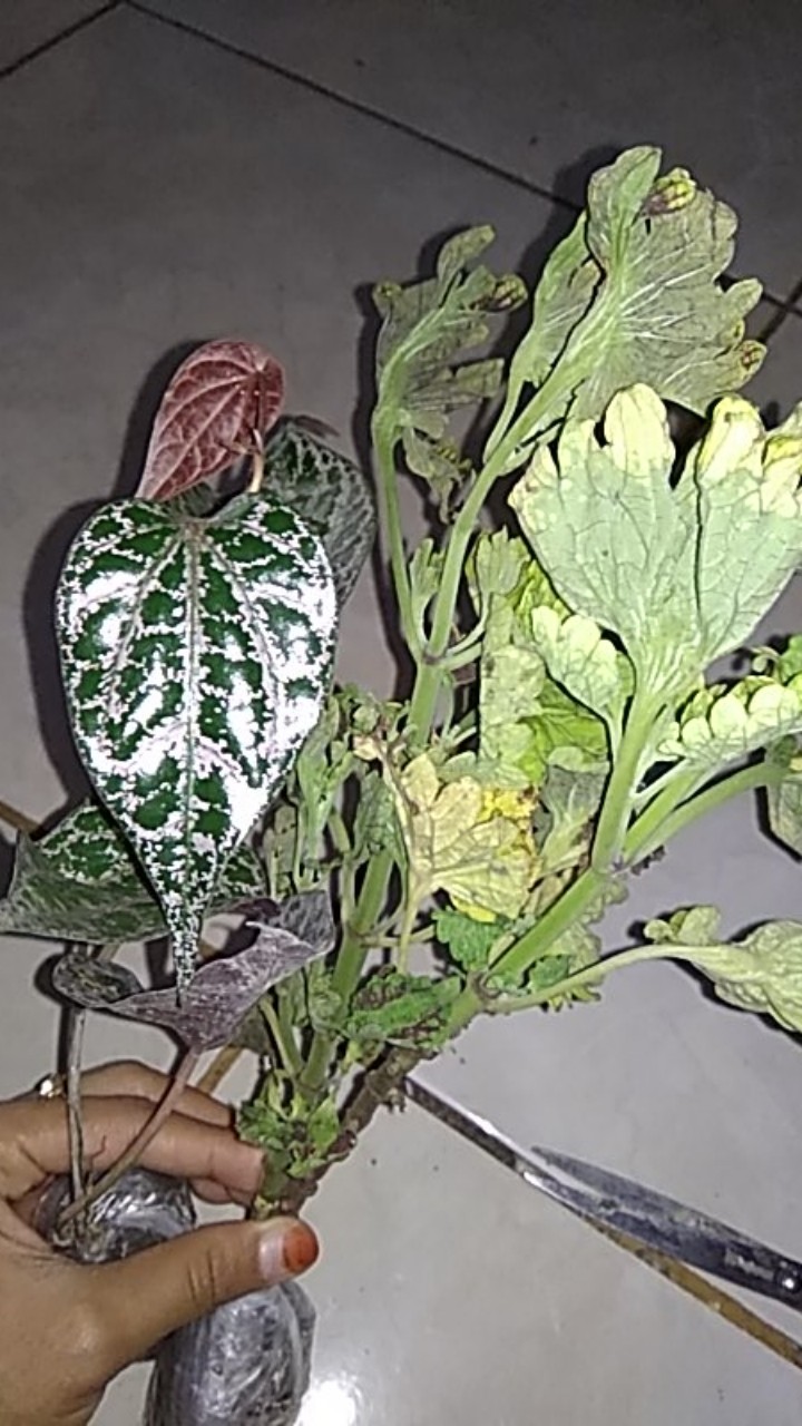 Miana Paketan (2 Warna/2jenis)