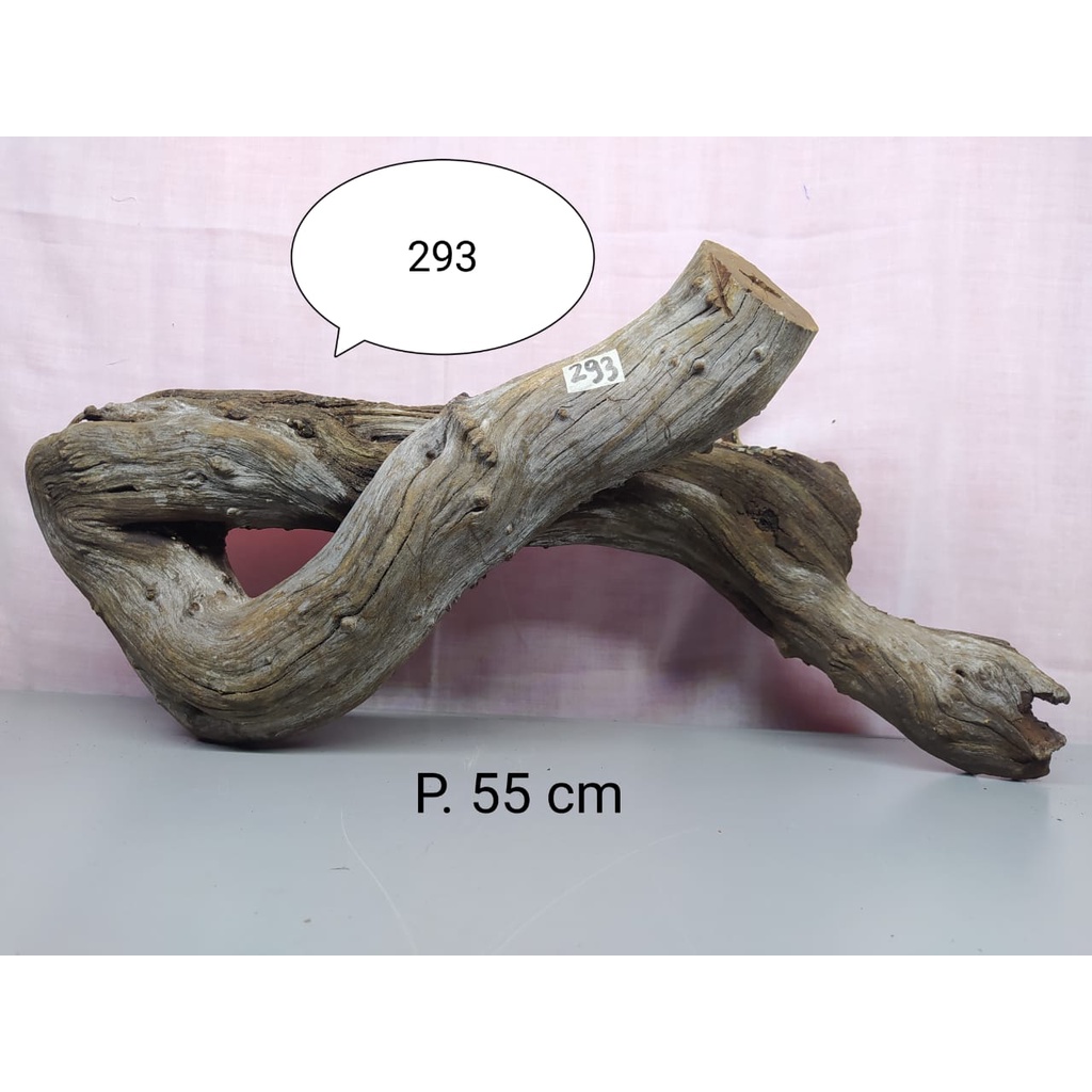 Kayu Santigi Laut Hiasan Aquarium / Sentigi Karang Tenggelam Aquascape