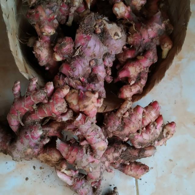 

Termurah (COD) Jahe Merah Segar 500 gr Organik