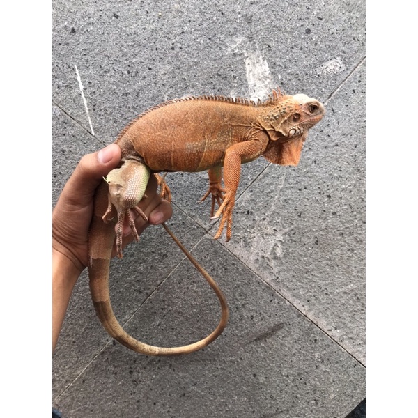 super red iguana colum
