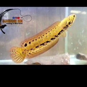 bangkanensis 25-28cm