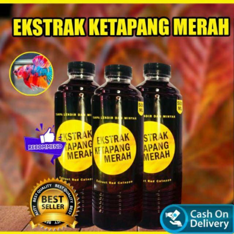 

Ekstrak Ketapang Jahat