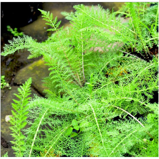 

daun seribu