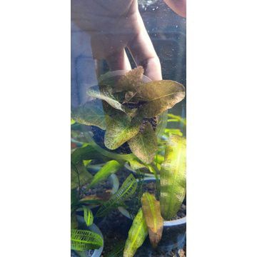 NYMPHAEA RED LOTUS (ZENKERI) AQUATIC PLANT TANAMAN AQUARIUM
