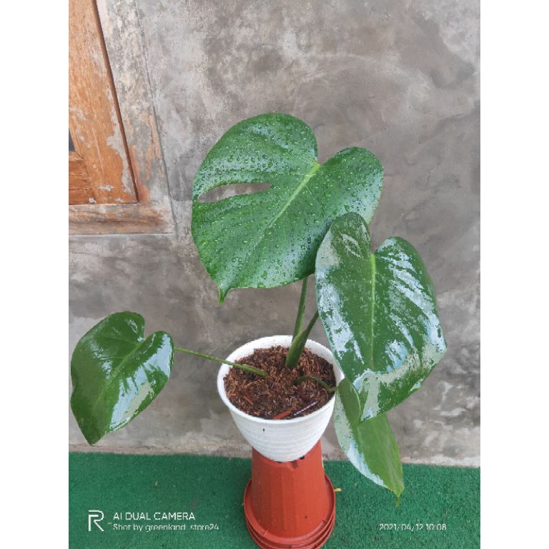Tanaman hias monstera deliciosa - monstera deliciosa - monstera - bibit monstera