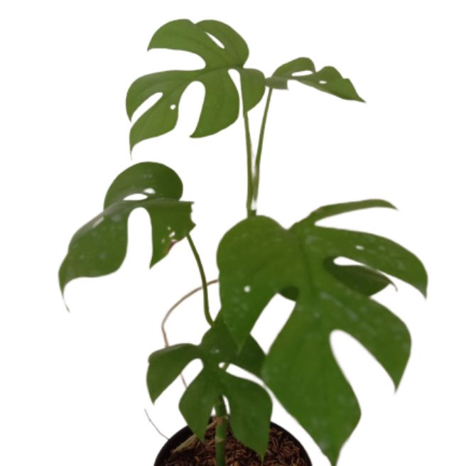Tanaman Hias Monstera Rhaphidophora Tetra Sperma Tanaman Monstera Minima Monstera Mini Shopee Indonesia