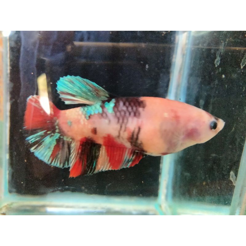 Ikan Cupang Giant Multicolor Female indukan BO.5cm real pict