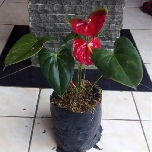 Tanaman hias anthurium mickey mouse _ tanaman anthurium