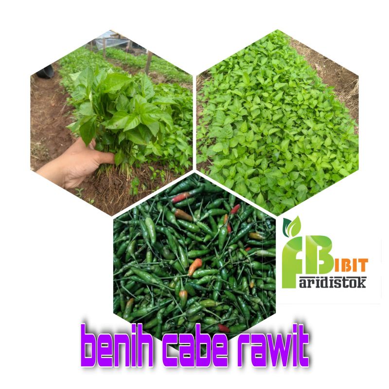 1 tangkal bibit cabe rawit hijau cabe rawit setan siap tanam