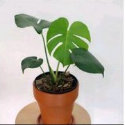 tanaman hias monstera deliciosa - monstera deliciosa