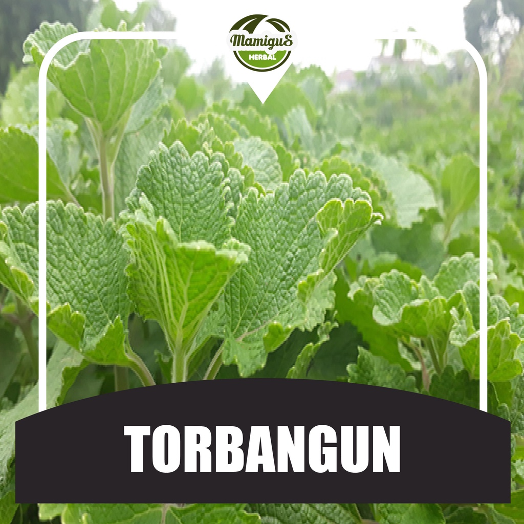 

Daun Torbangun Segar Pelancar ASI Booster Organik 50 Gram