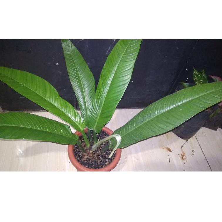 GSD» tanaman hias philodendrom Lynette/ philo linet Terkini
