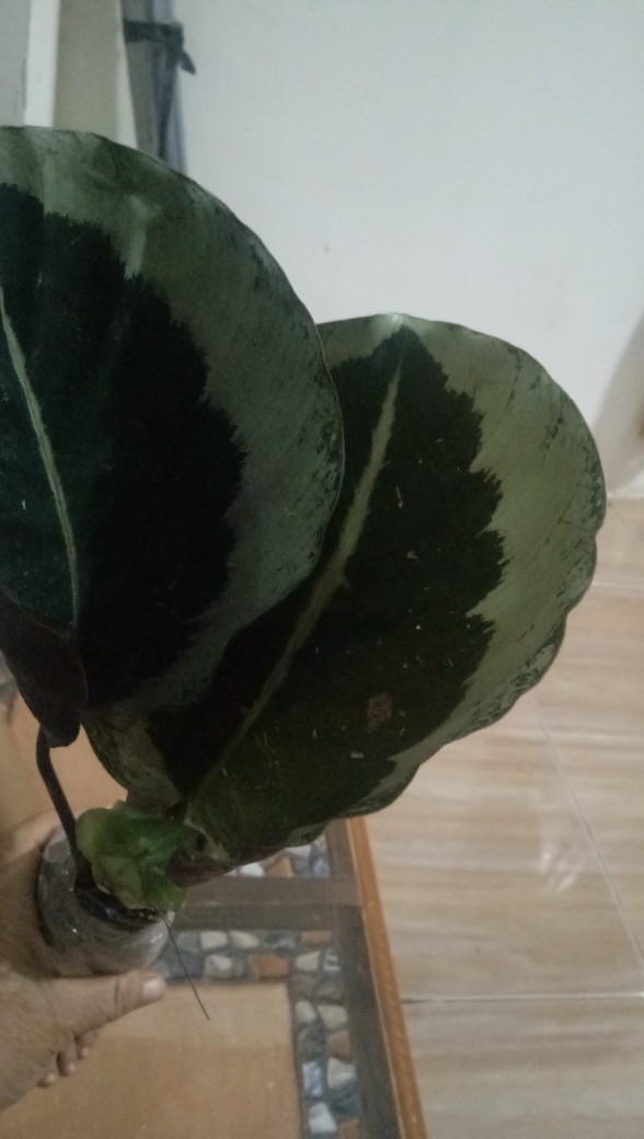Tanaman Hias Calathea Marion